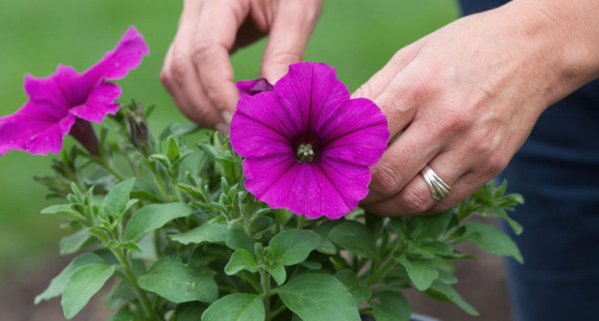Соседи завидуют все лето: лишь один прием при рассаживании - и петуния цветет весь сезон