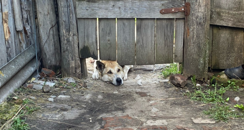В Городищенском районе ребенок, на которого напала бездомная собака, получил компенсацию