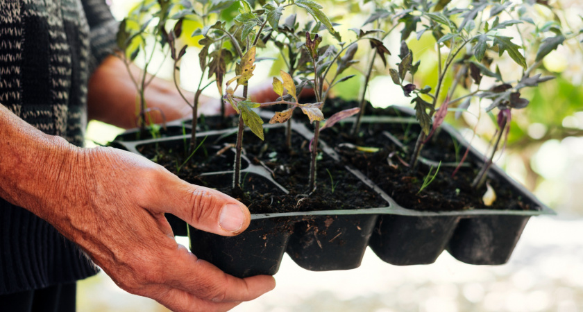 Рассаде это не нужно: 3 лишних дела для томатов и перцев, которые только губят урожай — вот что нельзя делать после всходов