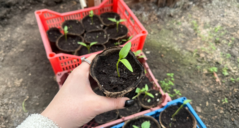 В день по ложке в воду: мой метод пересадки черенка из воды в землю — пышные ветки выстреливают за неделю