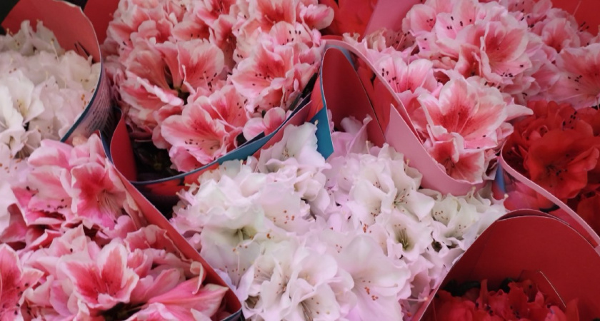 В Пензе ярмарки по продаже цветов будут работать с 5 марта