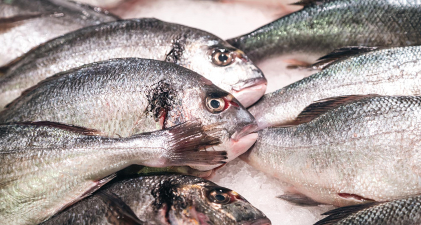 Названа самая полезная рыба: ешьте минимум 2 раза в неделю — богата железом и фосфором