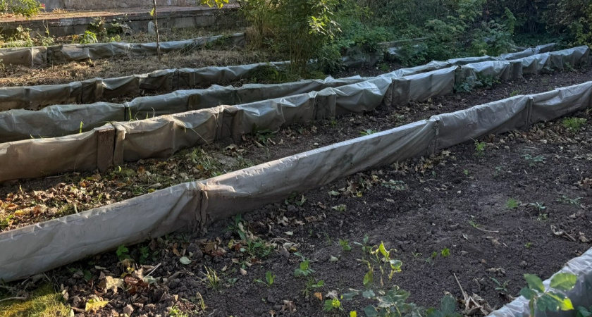 От этой смеси сгнивают даже доски: знаю секрет живого компоста, который прекрасно работает и зимой, и под снегом 