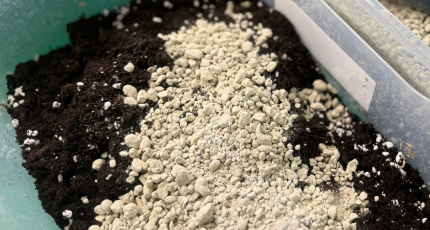 Проращиваю перец на кухонной губке: делаю «сэндвич» для рассады - ростки стоят "дубками". В 3 раза крепче, чем в земле