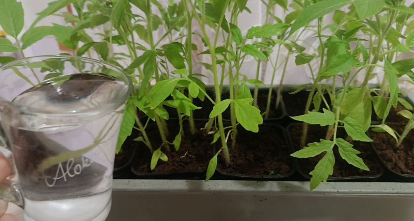 Сейте сейчас, иначе опоздаете: 8 культур, которые в феврале уже должны быть посеяны на рассаду 