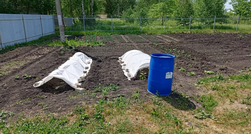 Раскидываю стакан средства по талому снегу каждую зиму: весной почву не узнать - мой огородный Айболит для всех культур