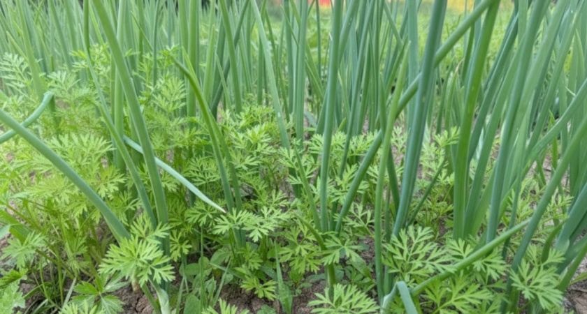 Зачем сажать лук рядом с морковью: неожиданный эффект, который спасает урожай без химии