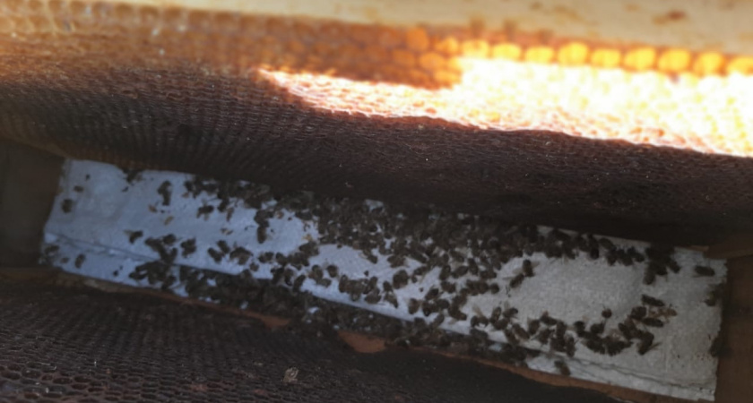 Мед теперь под контролем: массовая гибель пчел в Пензенской области подтолкнула чиновников к радикальным мерам