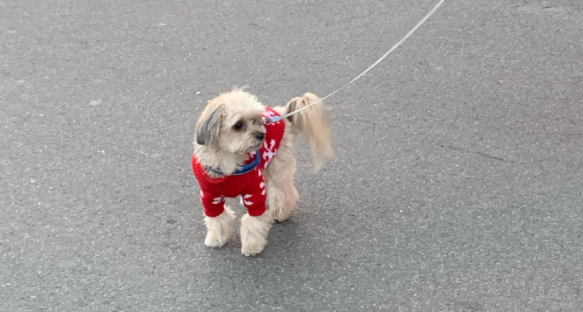В Кузнецке четверо граждан оштрафованы за нарушения правил выгула собак