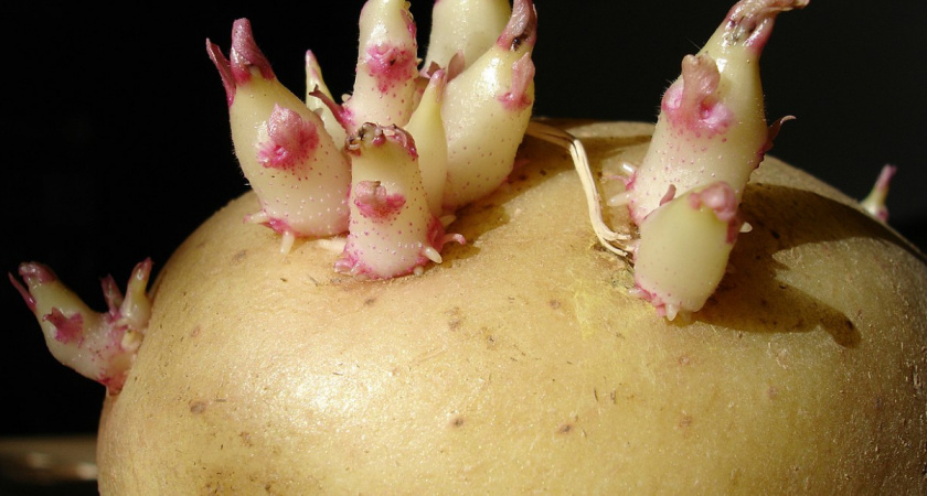 Ростки на семенном картофеле — обламывать или нет? Важный нюанс, который может оставить вас без 30% урожая