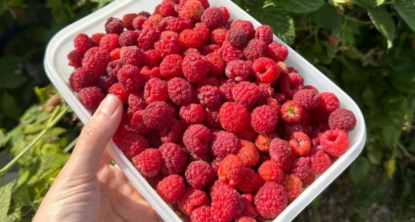 После схода снега делаю на даче в первую очередь: самая важная подкормка малины - сыплю под каждый куст и малина все лето усыпная 