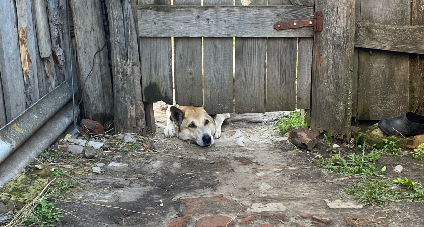 В Никольске мать девочки, которую покусала собака, добилась компенсации морального вреда