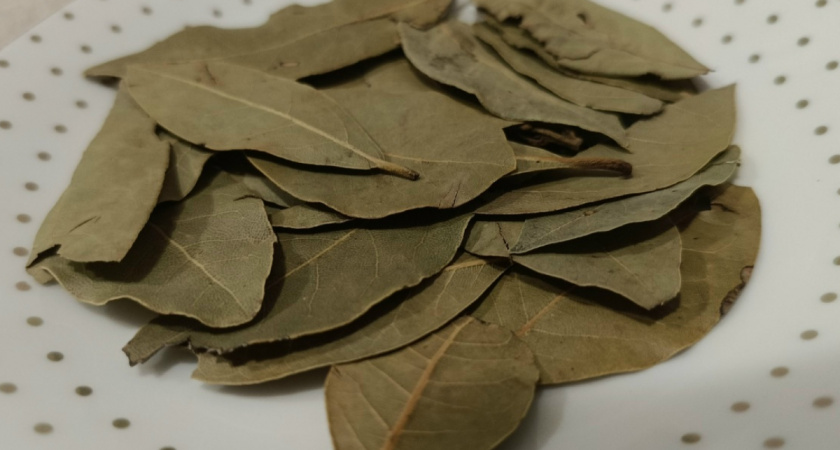 Лавровый лист от вредителей на огороде: рабочий метод или пустая трата времени? Спросила знакомого агронома — вот что он ответил