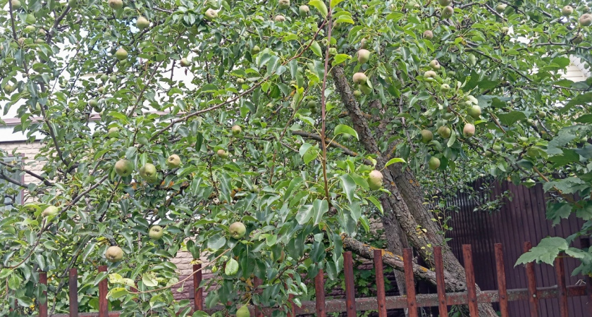 Чем подкормить яблоню в марте, чтобы ветки ломились от яблок: простая схема, которая даёт +30% урожая