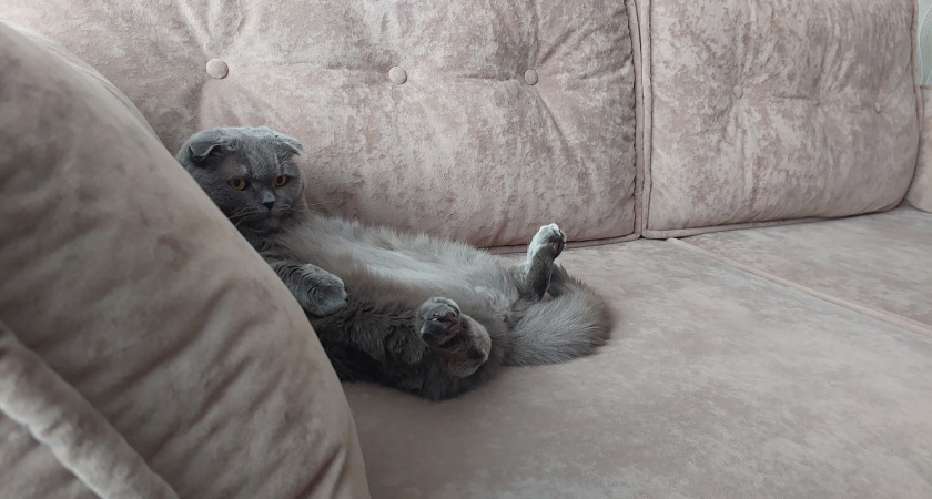 Кошка прощается с хозяином навсегда: четкие и понятные сигналы тем, кто умеет их правильно считать