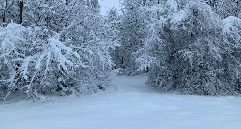 В Пензенской области из-за огромных сугробов животные оказались в опасности