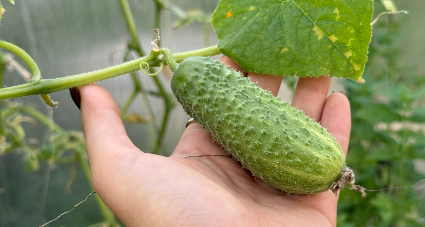 Два года помогаю соседям выращивать крепкую и коренастую рассаду огурцов: 3 хитрости мощного роста и щедрого урожая