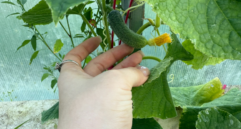 Теперь сажаю огурцы только по-японски: пошаговый метод - рассада толще пальца и не болеет