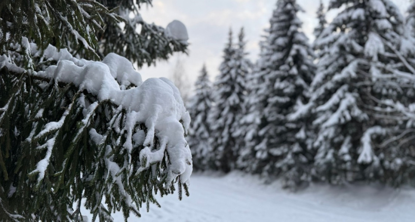В Пензенской области с начала года выявлено 34 нарушения лесного законодательства
