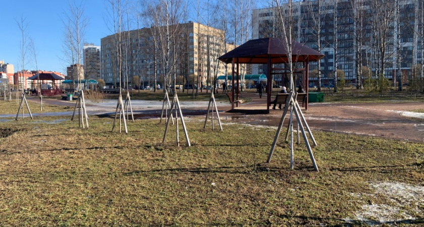 В Пензенской области в рамках акции «Сад памяти» будет высажено более 37 тысяч сеянцев сосны и дуба