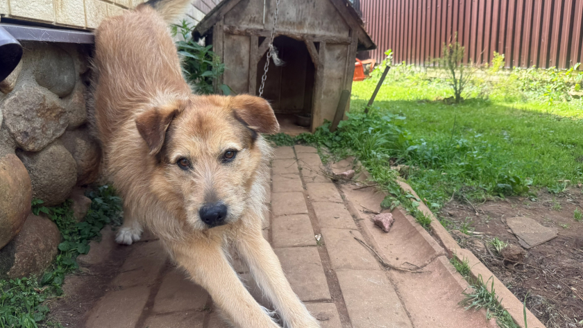 Как собака прощается с хозяином навсегда: 10 четких сигналов тем, кто умеет их правильно считать