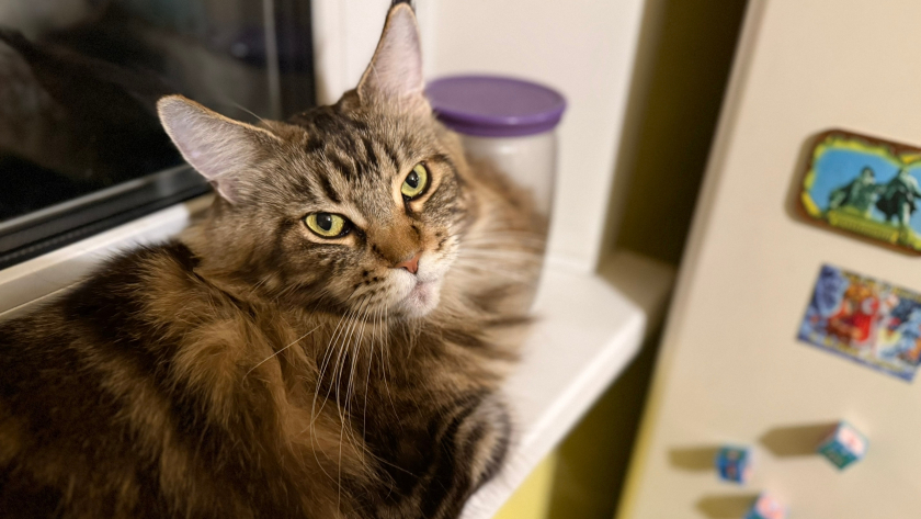 Сколько лет максимально живут кошки при хорошем домашнем уходе: долгожители легко переходят рубеж в 30 лет