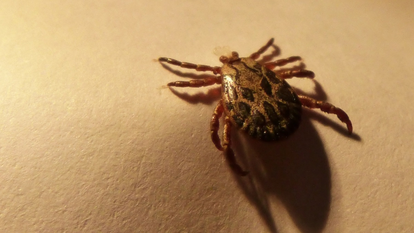 Как защититься от клещей: одна липкая лента и кровососы не проберутся - ни в лесу, на на даче