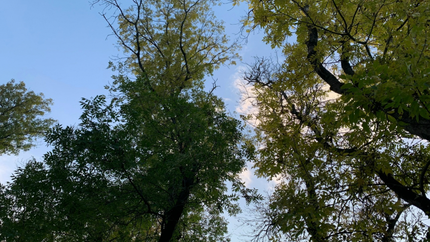 В Пензенской области обследуют более 260 тысяч гектаров леса