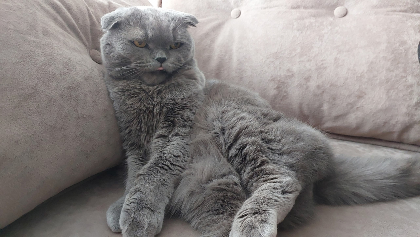 Пушистый абьюзер: 3 признака того, что кошка контролирует вас из-за выгоды - а вы умилялись