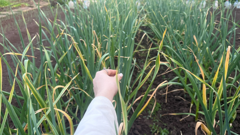 Чесноку в апреле - обязательно: 20 г на 10 л воды - растет как густой лес