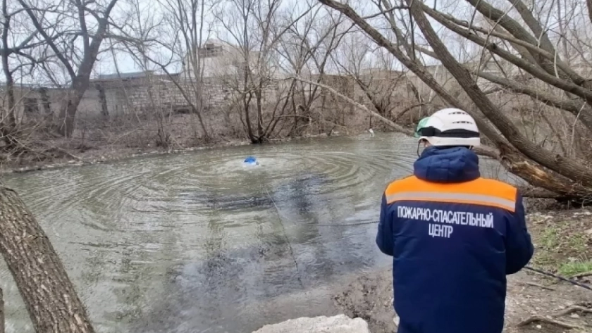 В Пензе освободили застрявшую на дереве собаку