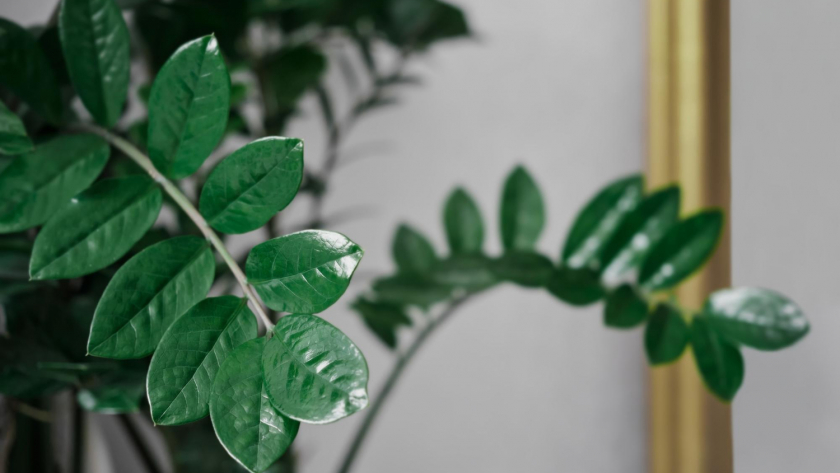 Замиокулькасу в апреле обязательно: 2 горсти в кипяток и сухое растение превратится в крепкое дерево