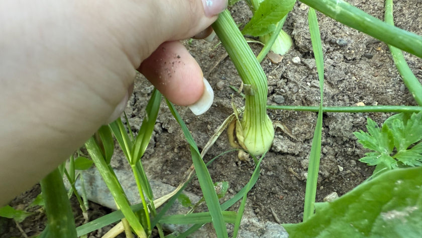 Одной обработки хватает до осени: как опытные дачники спасают лук от луковой мухи домашним средством
