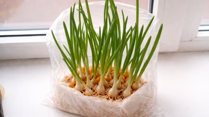 Выращиваю лук на салат на туалетной бумаге в надутом пакете  каждую неделю снимаю хрустящий урожай