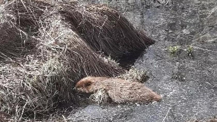 Спасатели помогли бобру выбраться из гаража в микрорайоне Согласие