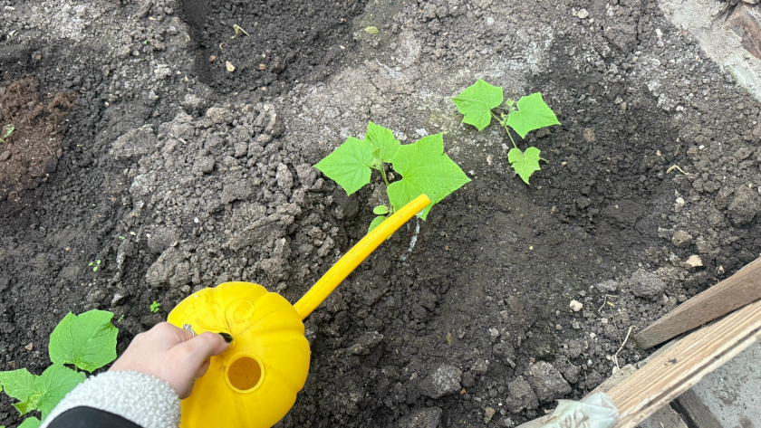 Что посадить в апреле, чтобы собрать урожай уже через несколько недель: простой гид - подойдет и для дачи и для балкона