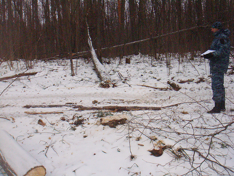 За устроенный в лесу беспредел пензенец заплатит полмиллиона рублей