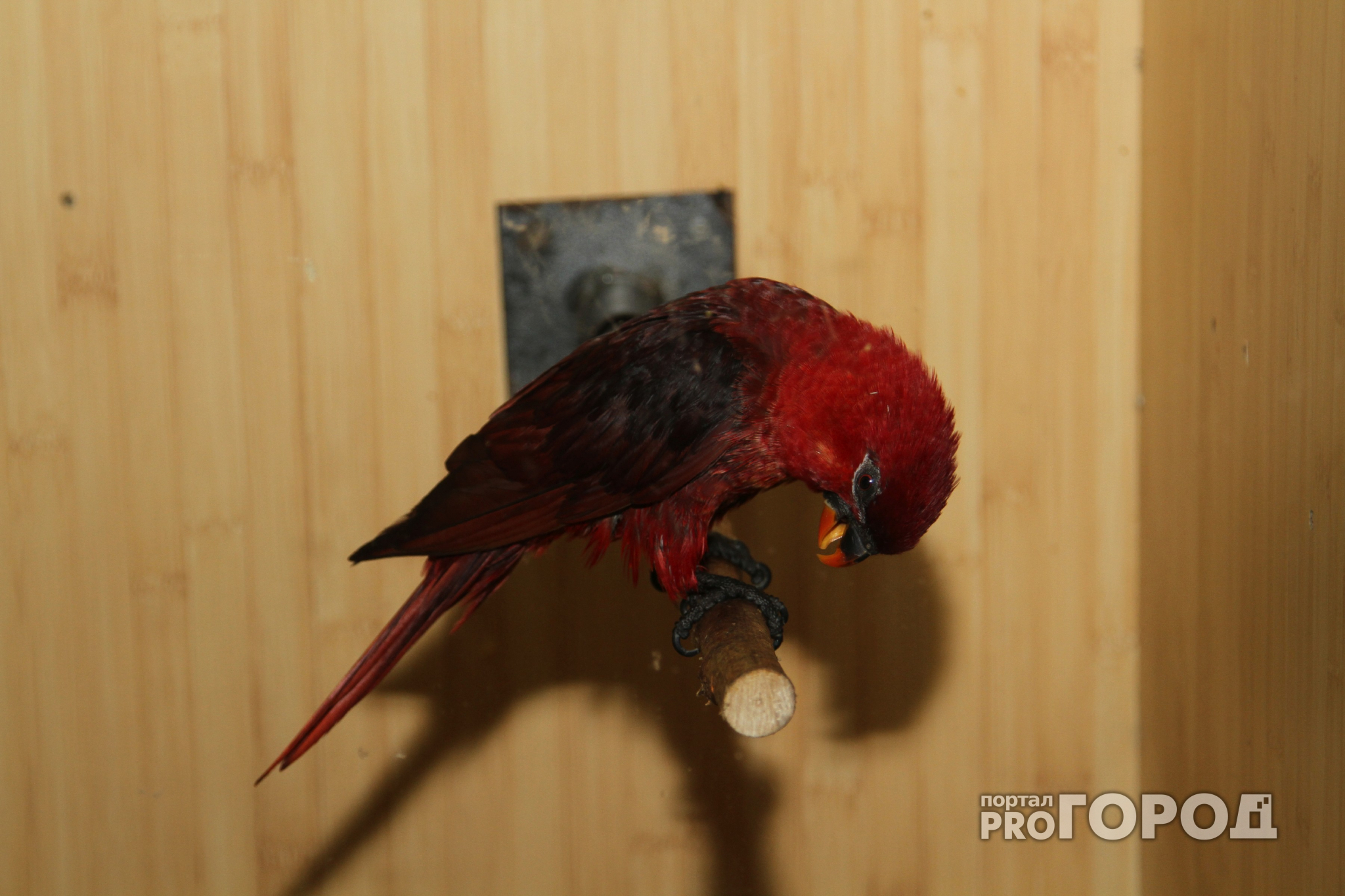 Пензенец заплатил 116 тысяч рублей за вымышленного попугая из Франции