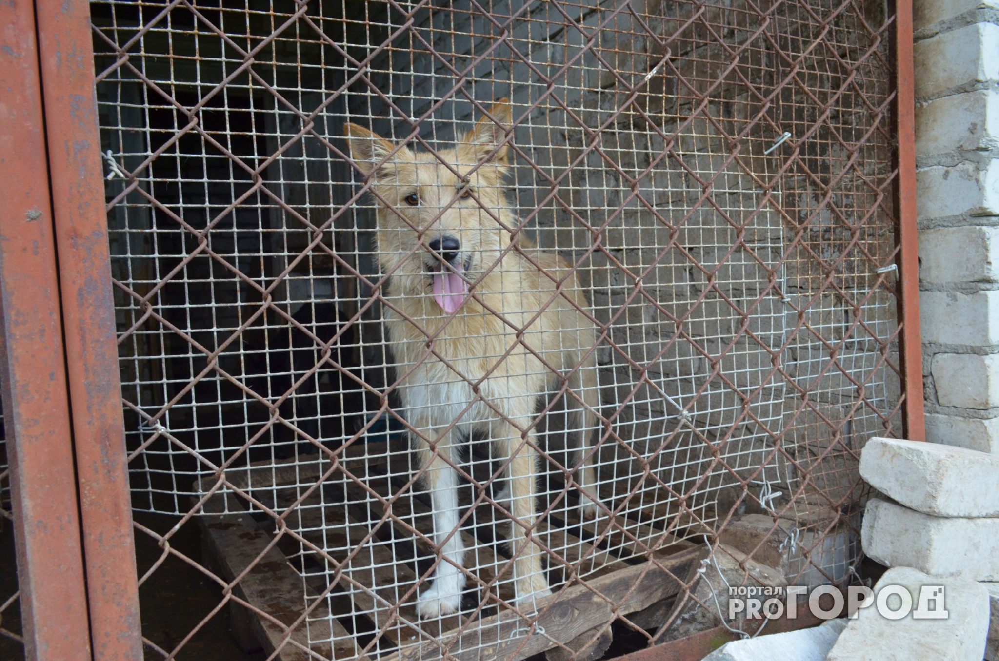В Пензе за год усыпили более восьмисот бродячих собак