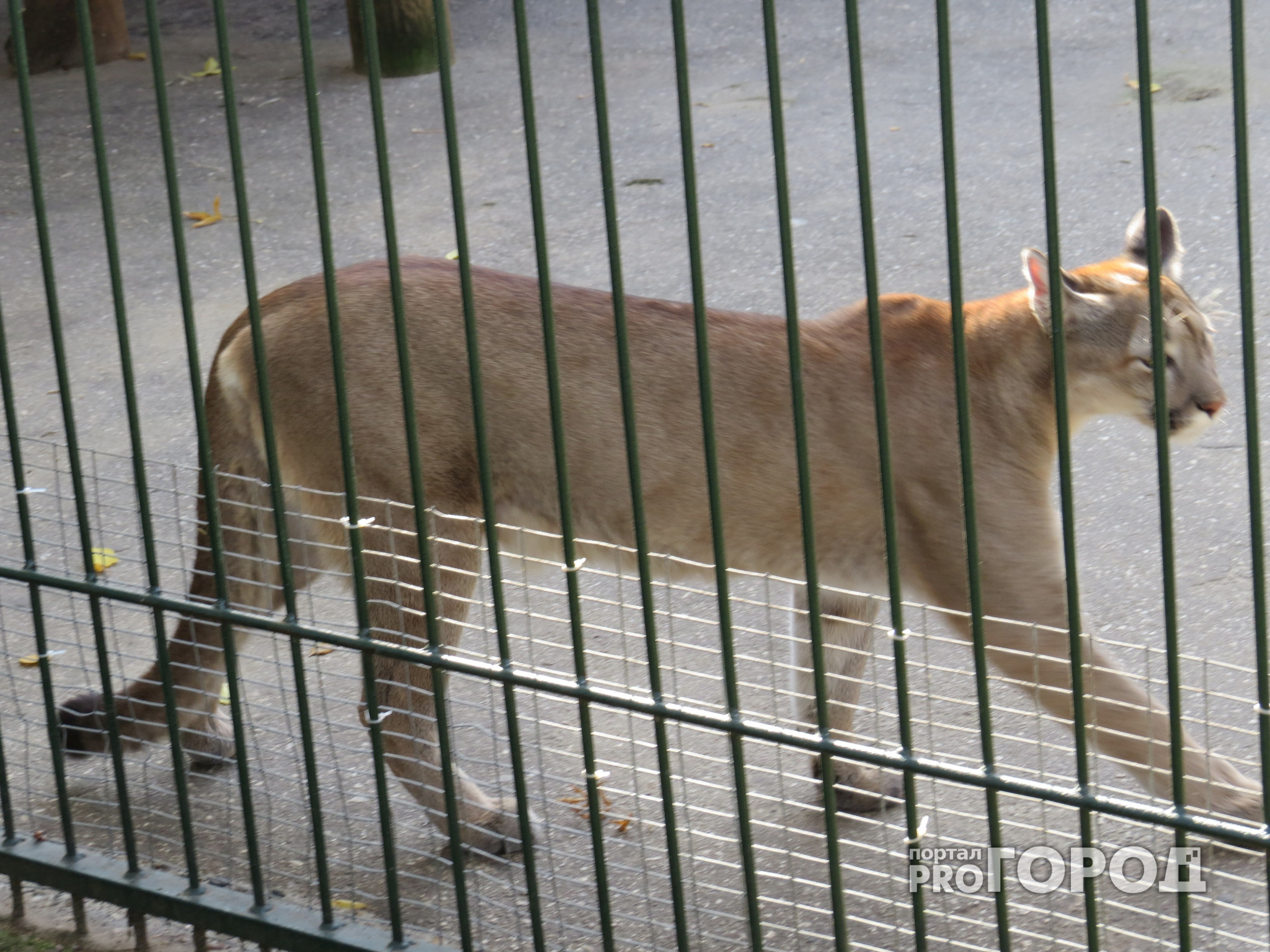 Пензенский зоопарк 14 февраля предоставляет влюбленным праздничную скидку