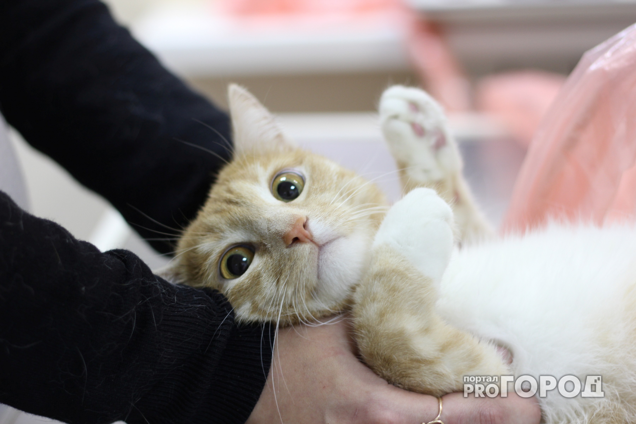 Пензенский зоопарк 1 марта приглашает на Всемирный день кошек