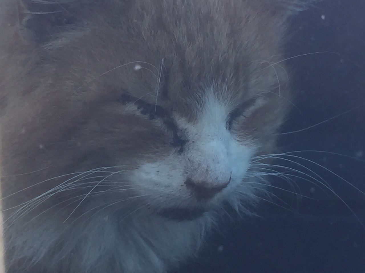 В Пензе в запертой машине умирает кот