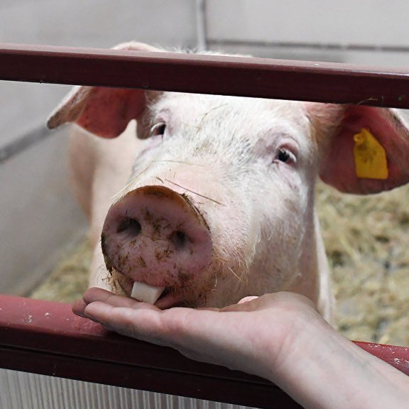 В Пензе робот-хирург  впервые в мире провел операцию на свинье