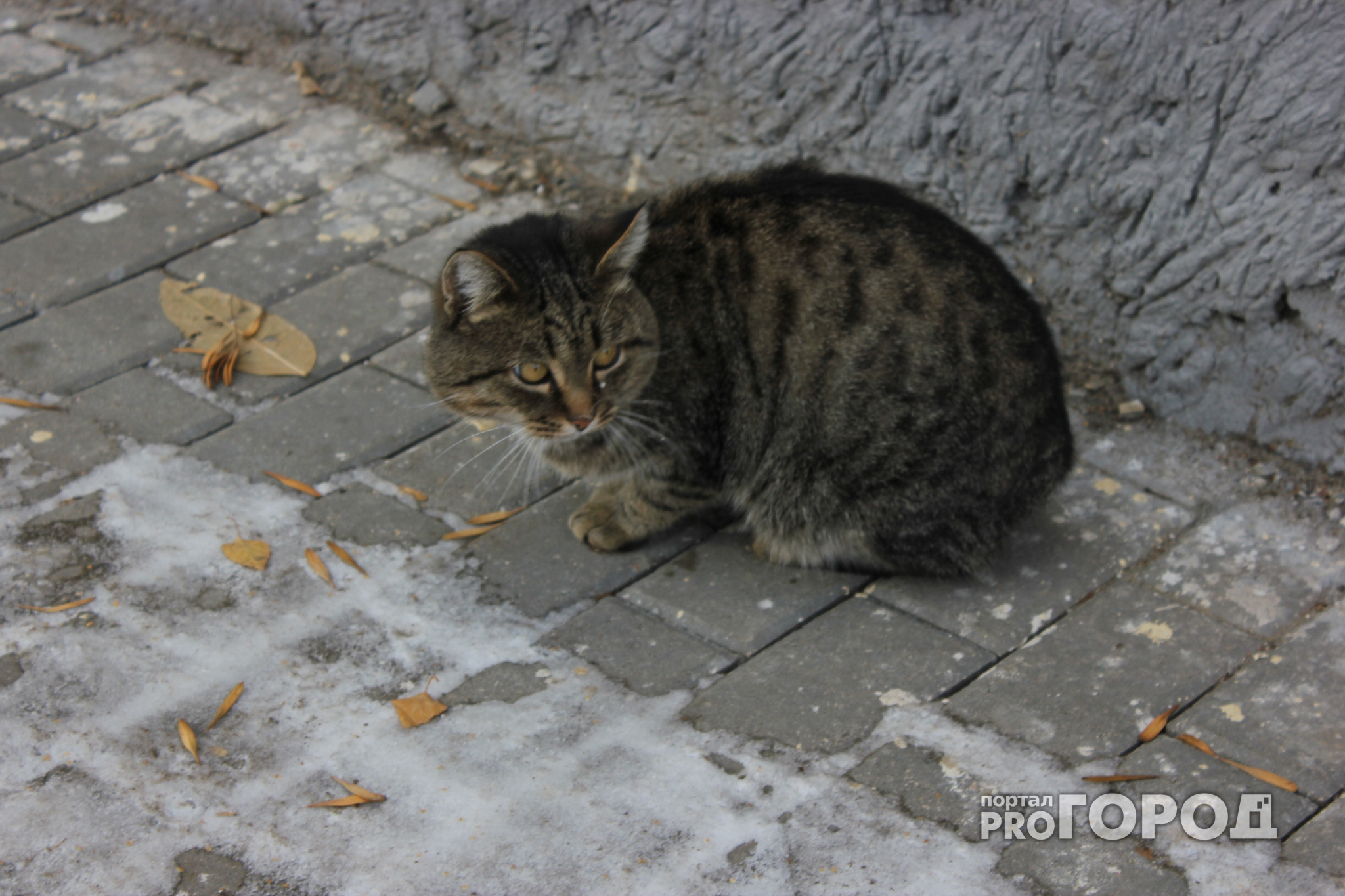Пензенский приют для бездомных кошек и собак переполнен