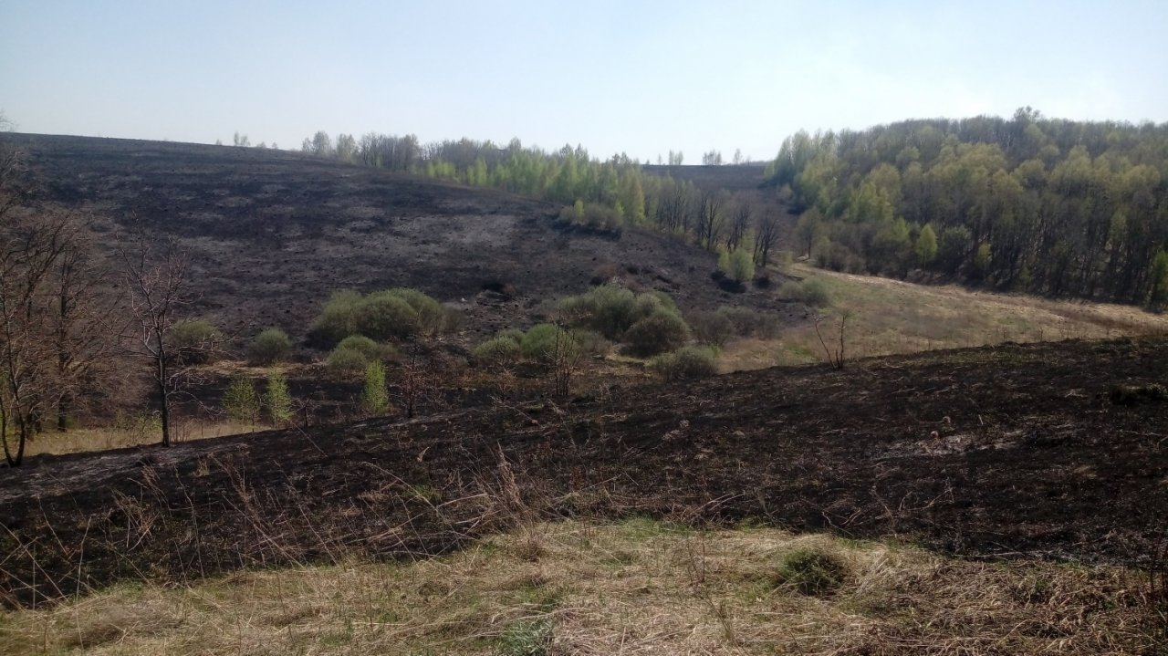 В Пензенской области за сутки горело 29 гектаров леса