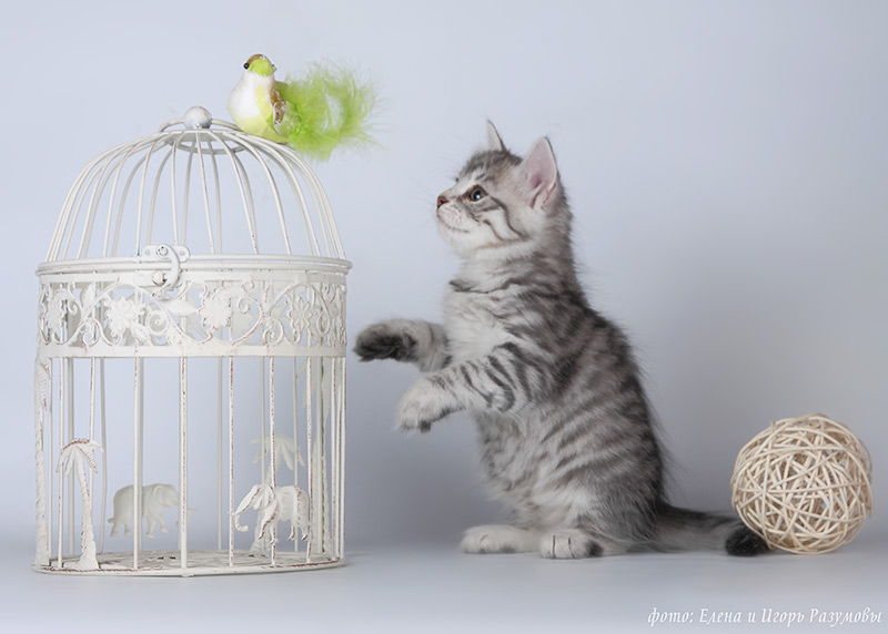 Приобретите сибирского котенка всего за 15000 рублей!