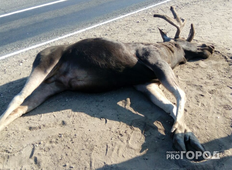 В Городищенском районе на трассе погиб лось