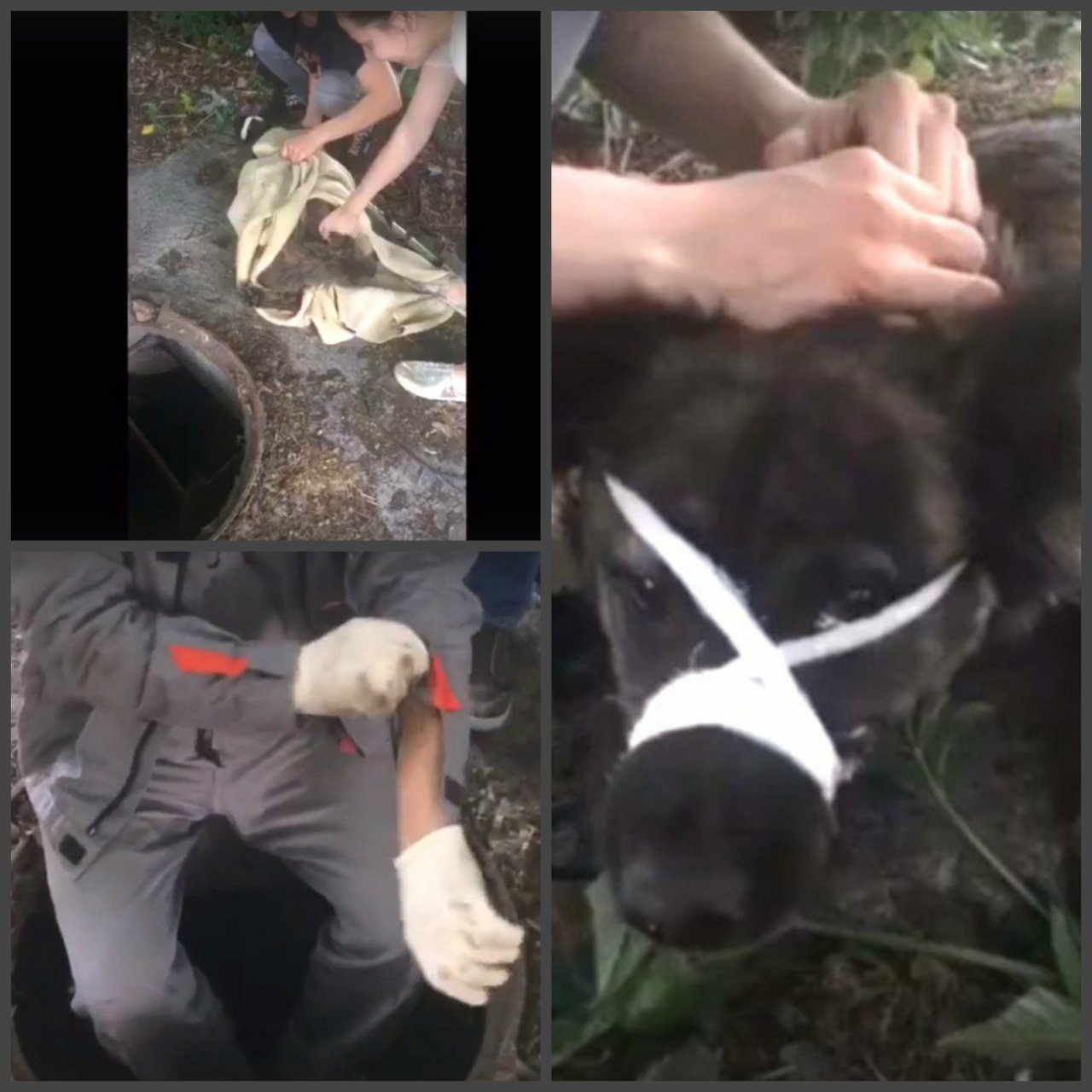 Пензенец спас собаку от страшной смерти в канализации: видео