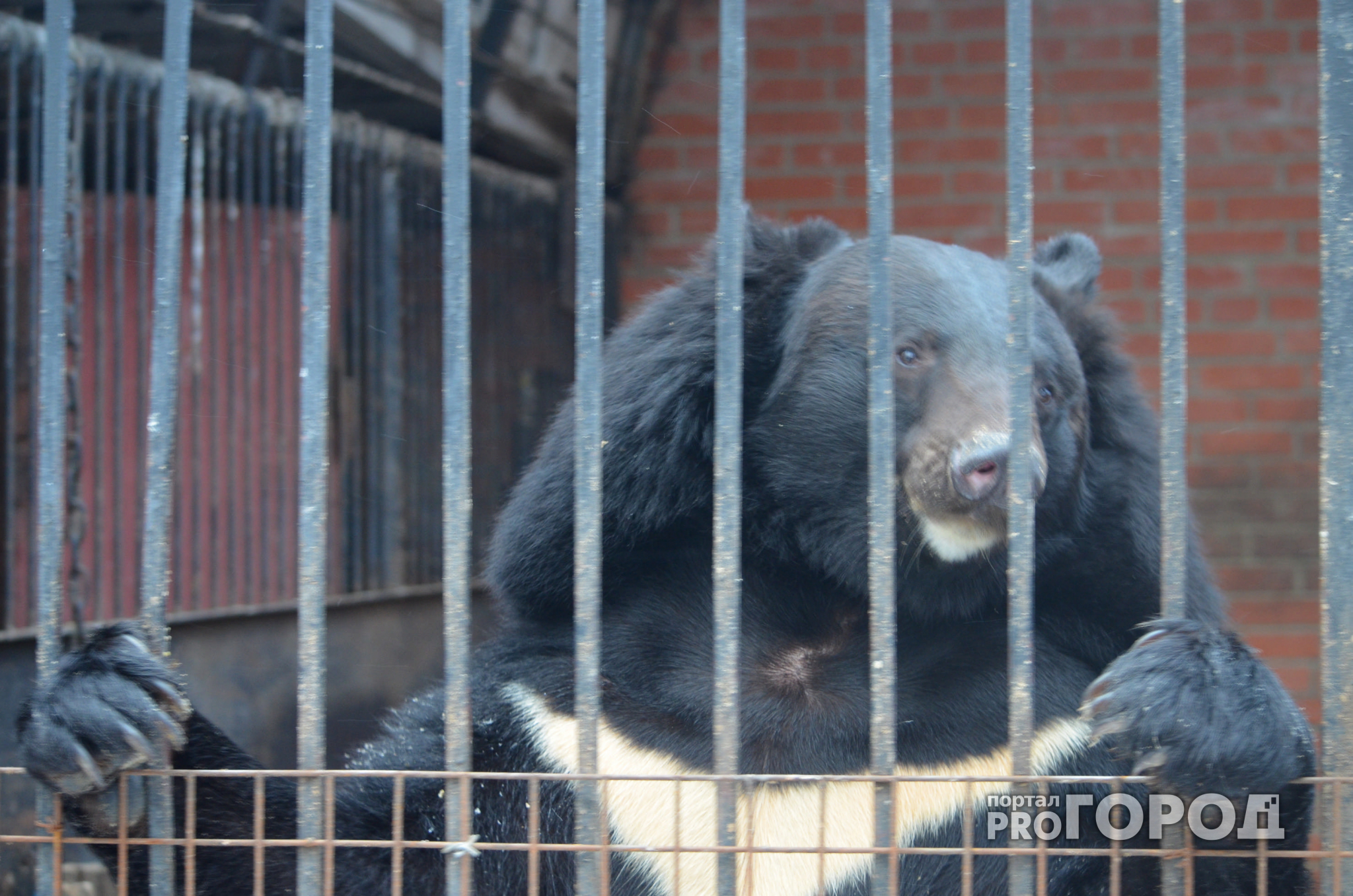 Новости России: Медведь в тайге «помог» людям вызвать спасателей