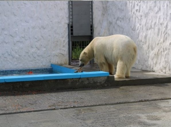 Белый медведь в пензенском зоопарке открыл рыболовный сезон